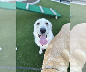 Elsa - Female Great Pyrenees Dog for Adoption - Photo #6