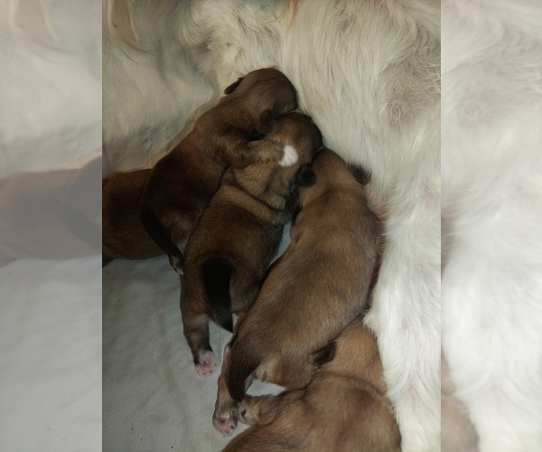 Medium Photo #5 Shih Tzu Puppy For Sale in FANNING SPGS, FL, USA