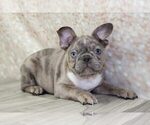 Small Photo #2 Faux Frenchbo Bulldog Puppy For Sale in MARIETTA, GA, USA