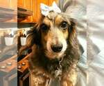 Penny9 (being fostered in Connecticut) - Female Dachshund Dog for Adoption - Small photo