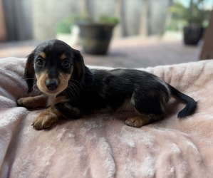 Dachshund Puppy for sale in WEBSTER, FL, USA