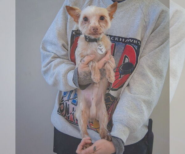 Medium Photo #3 Mutt Puppy For Sale in Huntley, IL, USA