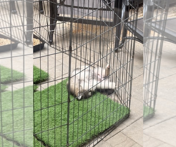 Medium Photo #6 Alaskan Malamute Puppy For Sale in ORINDA, CA, USA