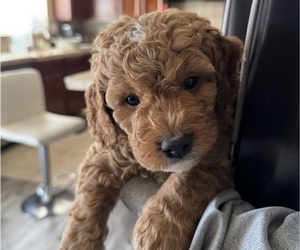 Bernedoodle Puppy for sale in ELK GROVE, CA, USA