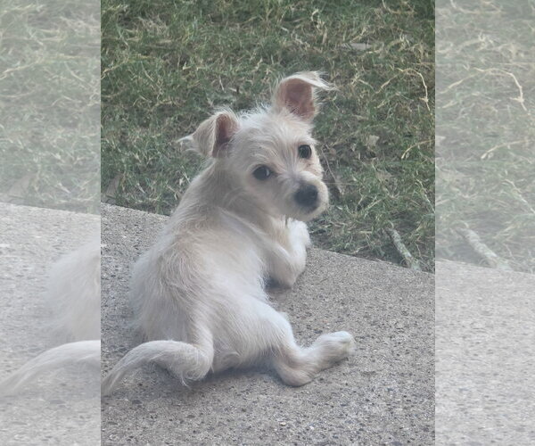 Medium Photo #1 Mutt Puppy For Sale in The Woodlands, TX, USA