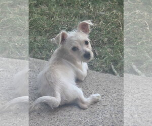 Mutt Dogs for adoption in The Woodlands, TX, USA