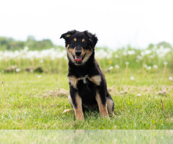 Medium Photo #1 Miniature Australian Shepherd Puppy For Sale in WARSAW, IN, USA