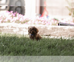 Small Photo #2 Cavapoo Puppy For Sale in ELKTON, KY, USA