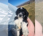 Small Photo #2 Aussiedoodle Miniature -Goldendoodle Mix Puppy For Sale in BENTON CITY, WA, USA