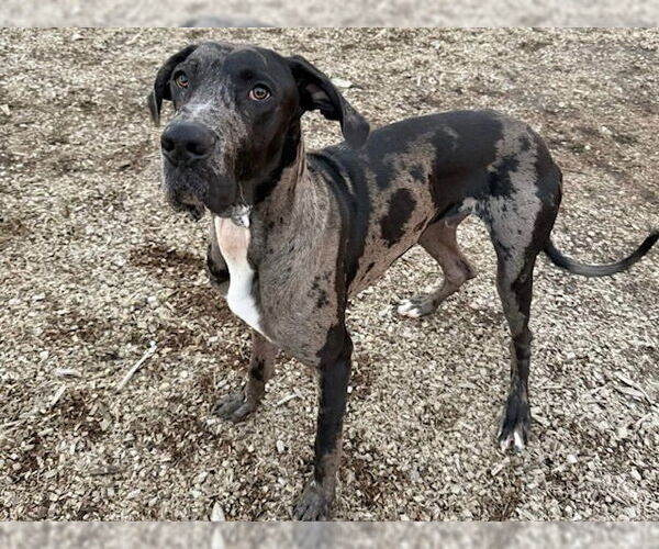 Medium Photo #1 Great Dane Puppy For Sale in Santa Cruz, CA, USA