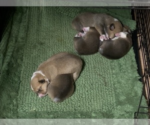Pembroke Welsh Corgi Puppy for sale in BLANKET, TX, USA