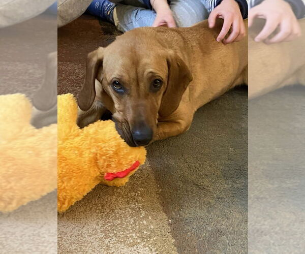 Medium Photo #3 Feist Terrier-Redbone Coonhound Mix Puppy For Sale in Springdale, PA, USA