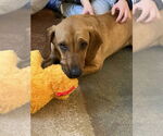Small #2 Feist Terrier-Redbone Coonhound Mix