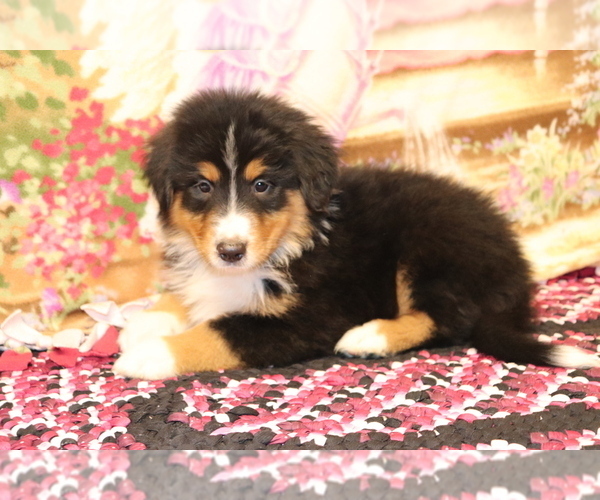 Medium Photo #1 Bernese Mountain Dog-Collie Mix Puppy For Sale in SHILOH, OH, USA