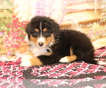 Small Bernese Mountain Dog-Collie Mix