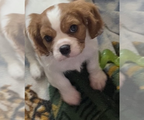 Medium Photo #13 Cavalier King Charles Spaniel Puppy For Sale in GRAND SALINE, TX, USA