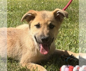 German Shepherd Dog-Great Pyrenees Mix Dogs for adoption in Yardley, PA, USA