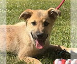 Small German Shepherd Dog-Great Pyrenees Mix