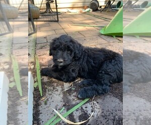 Aussiedoodle Puppy for sale in BARRETT PARKWAY, GA, USA