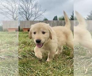 Golden Retriever Puppy for sale in RIGA, MI, USA