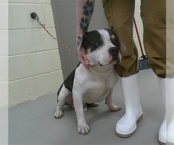 Medium Photo #1 American Staffordshire Terrier-Unknown Mix Puppy For Sale in Sanford, FL, USA