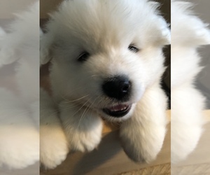 Samoyed Puppy for sale in HALL, NY, USA