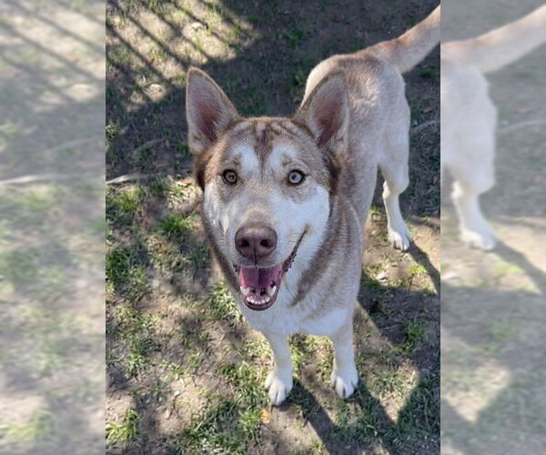 Medium Photo #2 Siberian Husky Puppy For Sale in Riverside, CA, USA