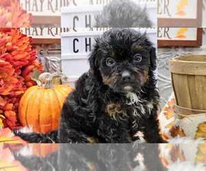 Aussiedoodle Miniature  Puppy for sale in COLLEGE STA, TX, USA