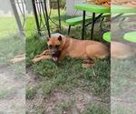 Small #1 Cane Corso