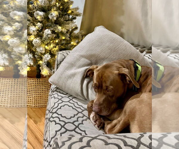 Medium Photo #5 American Pit Bull Terrier-Unknown Mix Puppy For Sale in Brewster, NY, USA