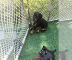 Small #37 Doberman Pinscher
