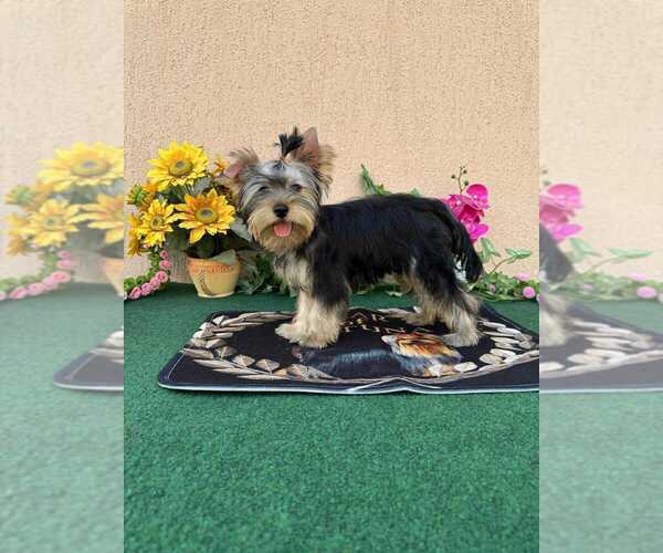 Medium Photo #3 Yorkshire Terrier Puppy For Sale in Monor, Pest, Hungary