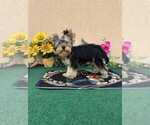 Small #2 Yorkshire Terrier