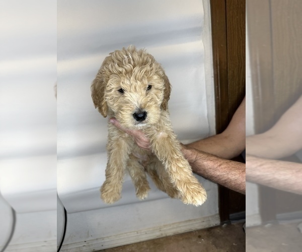 Medium Photo #5 Goldendoodle Puppy For Sale in BRKN ARW, OK, USA