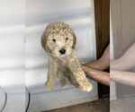 Small Photo #5 Goldendoodle Puppy For Sale in BRKN ARW, OK, USA