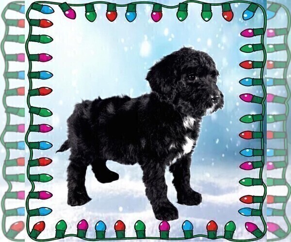 Medium Photo #4 Bernedoodle Puppy For Sale in BLACK FOREST, CO, USA