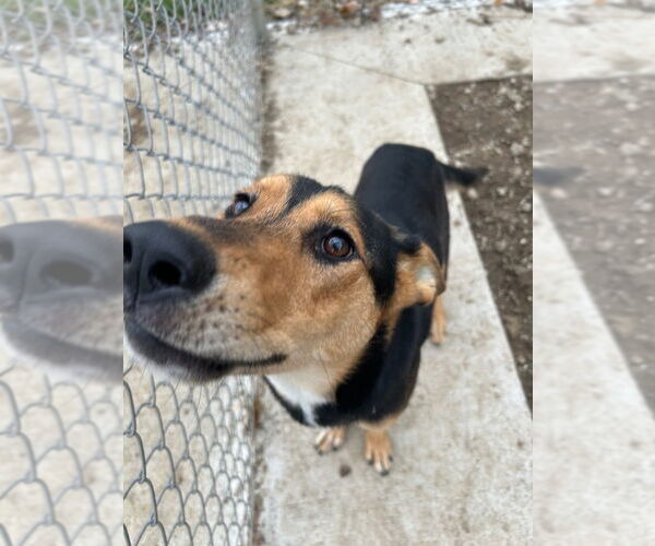Medium Photo #4 German Shepherd Dog Puppy For Sale in Pierceton , IN, USA