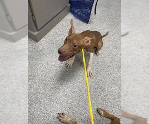 American Pit Bull Terrier-Unknown Mix Dogs for adoption in Pasadena, TX, USA