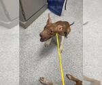 Small American Pit Bull Terrier Mix