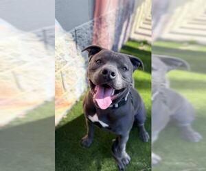 Mutt Dogs for adoption in Chula Vista, CA, USA