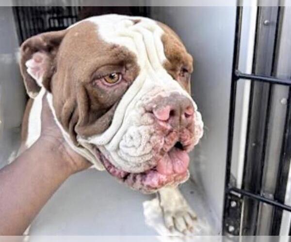 Medium Photo #1 American Bulldog Puppy For Sale in Houston, TX, USA