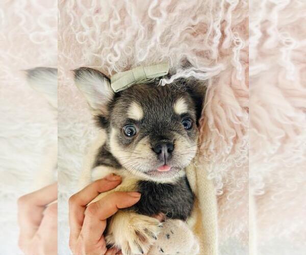 Medium Photo #3 French Bulldog Puppy For Sale in PEMBROKE PINES, FL, USA