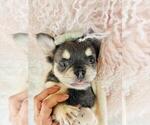 Small #2 French Bulldog
