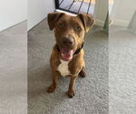 Small #2 Labrador Retriever Mix