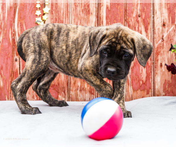 Medium Photo #9 Mastiff Puppy For Sale in WAKARUSA, IN, USA