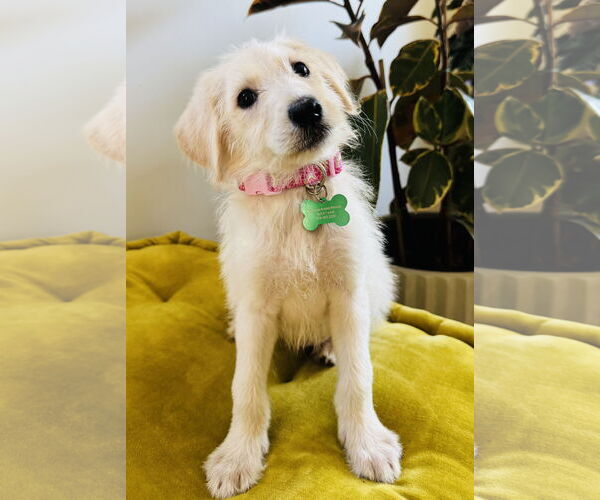 Medium Photo #2 Labrador Retriever Puppy For Sale in Marina Del Rey, CA, USA
