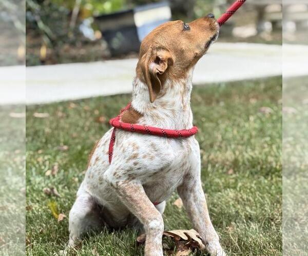 Medium Photo #2 Beagle-Chihuahua Mix Puppy For Sale in Yardley, PA, USA