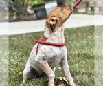 Small #1 Beagle-Chihuahua Mix