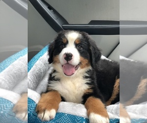 Bernese Mountain Dog Puppy for sale in BROOKLYN, NY, USA