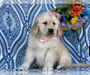 Golden Retriever Puppy for sale in LANCASTER, PA, USA
